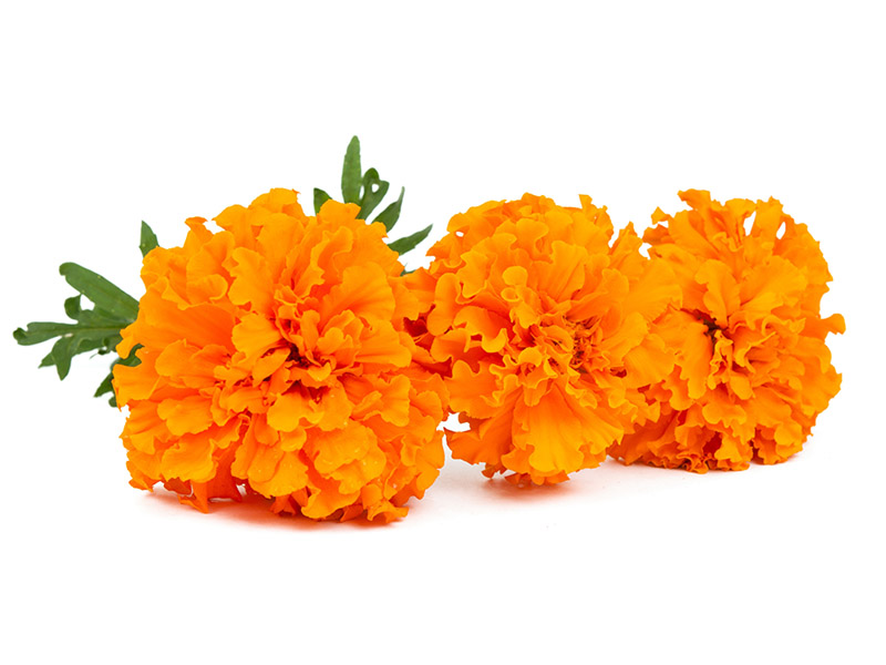 Global Buisness Information